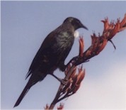 Tui on Great Barrier Island - Photo by Kay Stowell